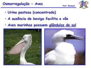 • Urina pastosa (concentrada)
• A ausência de bexiga facilita o vôo
• Aves marinhas possuem glândulas de sal
Osmorregulação - Aves Prof. Emanuel
 