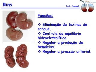Rins
Funções:
 Eliminação de toxinas do
sangue.
 Controle do equilíbrio
hidroeletrolítico
 Regular a produção de
hemácias.
 Regular a pressão arterial.
Prof. Emanuel
 