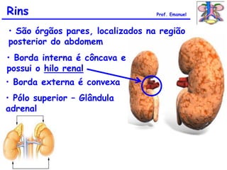 Rins
• Borda interna é côncava e
possui o hilo renal
Prof. Emanuel
• São órgãos pares, localizados na região
posterior do abdomem
• Borda externa é convexa
• Pólo superior – Glândula
adrenal
 