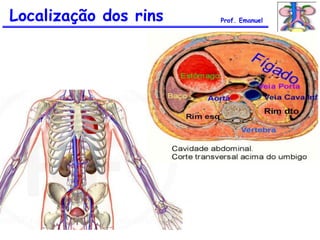 Localização dos rins Prof. Emanuel
 