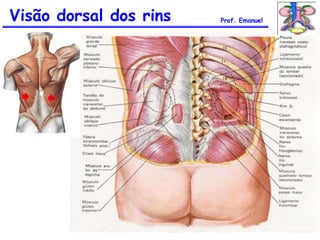 Visão dorsal dos rins Prof. Emanuel
 