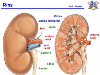 Rins Prof. Emanuel
Córtex
Medula (pirâmide)
Cálice
Cálice
Hilo
Artéria
renal
veia
renal
Bacinete
Ureter
Artéria
renal
 