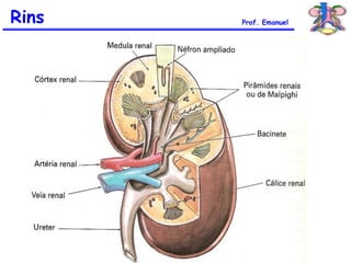 Rins Prof. Emanuel
 