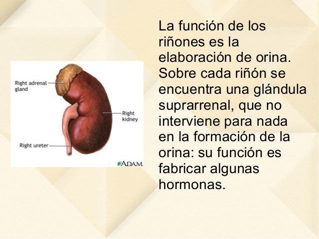 La eccema por ranki