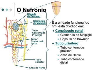 O Nefrónio
É a unidade funcional do
rim; está dividido em:
 Corpúsculo renal
 Glomérulo de Malpighi
 Cápsula de Bowman
 Tubo urinífero
 Tubo contornado
proximal
 Ansa de Henle
 Tubo contornado
distal
Cápsula
de Bowman
Glomérulo
de Malpighi
Tubo
Contornado
Proximal
Tubo
Contornado
Distal
Tubo
colector
Ansa de Henle
 