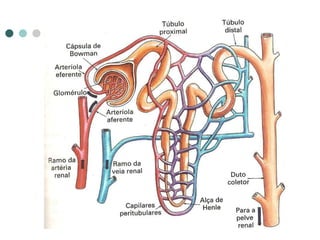Sistema excretor