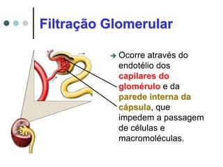 Filtração Glomerular
 Ocorre através do
endotélio dos
capilares do
glomérulo e da
parede interna da
cápsula, que
impedem a passagem
de células e
macromoléculas.
 