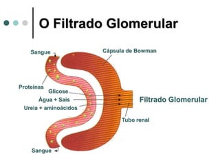O Filtrado Glomerular
Proteínas
Sangue
Tubo renal
Sangue
Água + Sais
Ureia + aminoácidos
Glicose
Cápsula de Bowman
Filtrado Glomerular
 