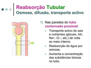 Reabsorção Tubular
Osmose, difusão, transporte activo
1) Nas paredes do tubo
contornado proximal:
 Transporte activo de sais
e nutrientes (glicose, AA,
Na+, Cl -, etc.) de volta
ao meio interno;
 Reabsorção de água por
osmose.
 Aumenta a concentração
das substâncias tóxicas
no tubo.
 