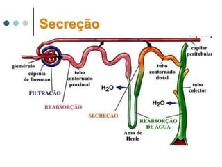 Secreção
 