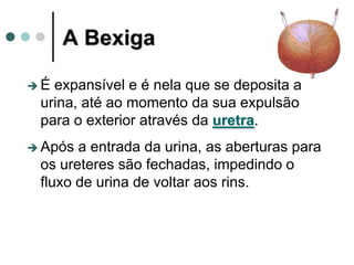 A Bexiga
 É expansível e é nela que se deposita a
urina, até ao momento da sua expulsão
para o exterior através da uretra.
 Após a entrada da urina, as aberturas para
os ureteres são fechadas, impedindo o
fluxo de urina de voltar aos rins.
 