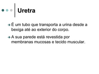 Uretra
 É um tubo que transporta a urina desde a
bexiga até ao exterior do corpo.
 A sua parede está revestida por
membranas mucosas e tecido muscular.
 