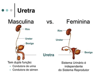 Uretra
Masculina vs. Feminina
Rim
Ureter
Bexiga
Uretra
Rim
Ureter
Bexiga
Tem dupla função:
 Condutora de urina
 Condutora de sémen
Sistema Urinário é
independente
do Sistema Reprodutor
 