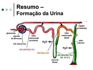 Resumo –
Formação da Urina
 
