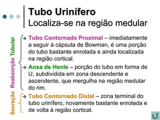 Tubo Urinífero
Localiza-se na região medular
 Tubo Contornado Proximal – imediatamente
a seguir à cápsula de Bowman, é uma porção
do tubo bastante enrolada e ainda localizada
na região cortical.
 Ansa de Henle – porção do tubo em forma de
U, subdividida em zona descendente e
ascendente, que mergulha na região medular
do rim.
 Tubo Contornado Distal – zona terminal do
tubo urinífero, novamente bastante enrolada e
de volta à região cortical.
ReabsorçãoTubularSecreção
 