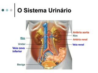 O Sistema Urinário
Artéria renal
Rim
Artéria aorta
Veia renal
Bexiga
Rim
Ureter
Veia cava
inferior
 