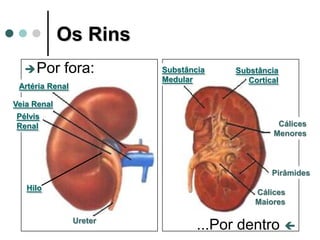 Artéria Renal
Veia Renal
Pélvis
Renal
Ureter
Hilo
Os Rins
Substância
Medular
Substância
Cortical
Cálices
Menores
Pirâmides
Cálices
Maiores
Por fora:
...Por dentro 
 