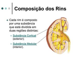 Composição dos Rins
 Cada rim é composto
por uma substância
que está dividida em
duas regiões distintas:
 Substância Cortical
(exterior);
 Substância Medular
(interior).
 