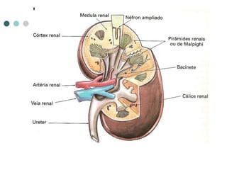 Sistema excretor