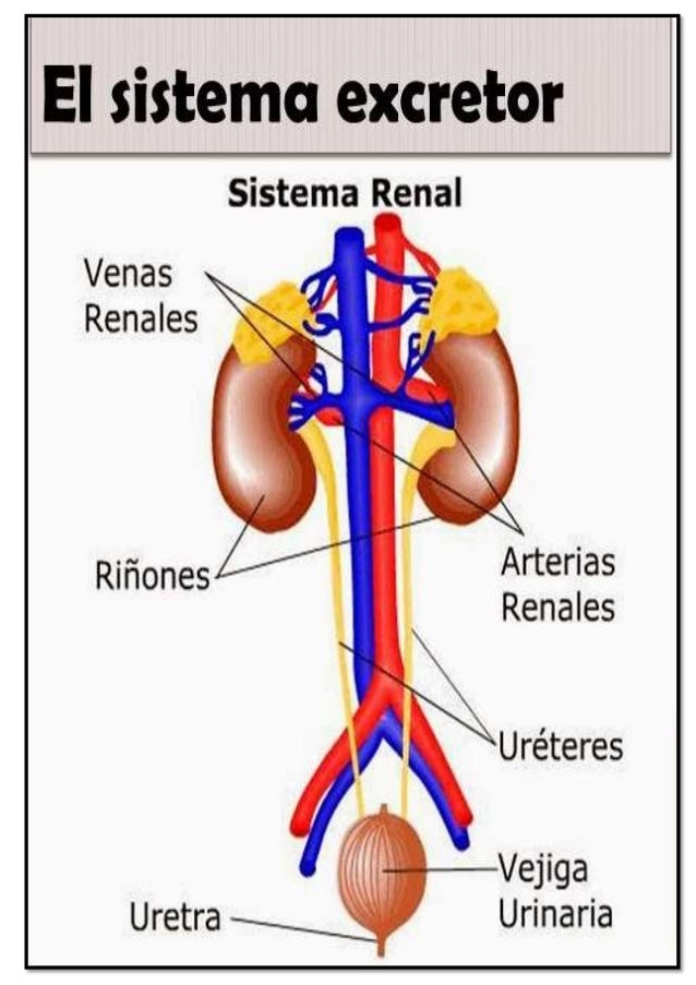 Sistema Excretor sistema-excretor
