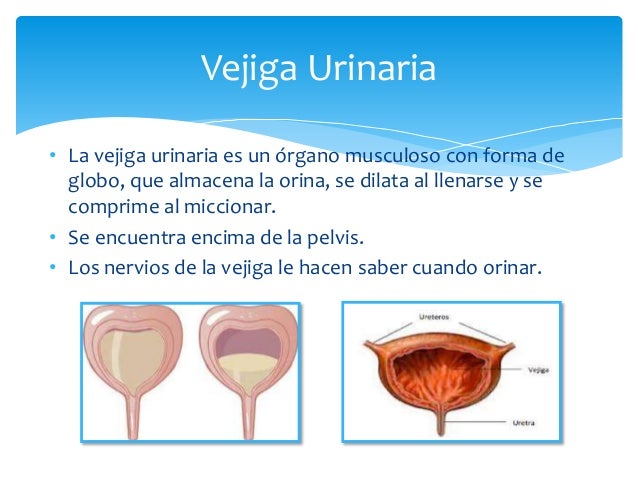 Sistema Excretor y Sistema Urinario
