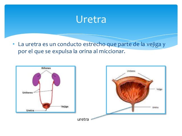 Sistema Excretor y Sistema Urinario
