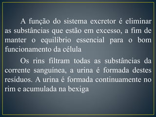 A função do sistema excretor é eliminar 
as substâncias que estão em excesso, a fim de 
manter o equilíbrio essencial para o bom 
funcionamento da célula 
Os rins filtram todas as substâncias da 
corrente sanguínea, a urina é formada destes 
resíduos. A urina é formada continuamente no 
rim e acumulada na bexiga 
 