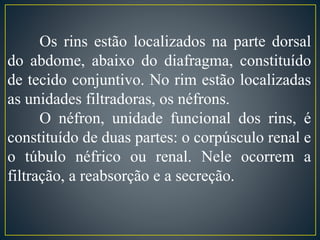 Os rins estão localizados na parte dorsal 
do abdome, abaixo do diafragma, constituído 
de tecido conjuntivo. No rim estão localizadas 
as unidades filtradoras, os néfrons. 
O néfron, unidade funcional dos rins, é 
constituído de duas partes: o corpúsculo renal e 
o túbulo néfrico ou renal. Nele ocorrem a 
filtração, a reabsorção e a secreção. 
 