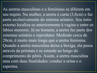 As uretras masculinas e a femininas se diferem em 
seu trajeto. Na mulher, a uretra é curta (3,8cm) e faz 
parte exclusivamente do sistema urinário. Seu óstio 
externo localiza-se anteriormente à vagina e entre os 
lábios menores. Já no homem, a uretra faz parte dos 
sistemas urinário e reprodutor. Medindo cerca de 
20cm, é muito mais longa que a uretra feminina. 
Quando a uretra masculina deixa a bexiga, ela passa 
através da próstata e se estende ao longo do 
comprimento do pênis. Assim, a uretra masculina 
atua com duas finalidades: conduz a urina e o 
esperma. 
 