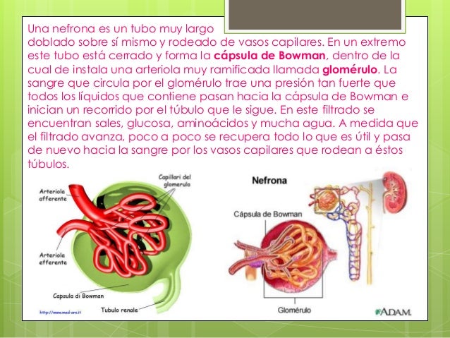 Sistema excretor y homeostático.