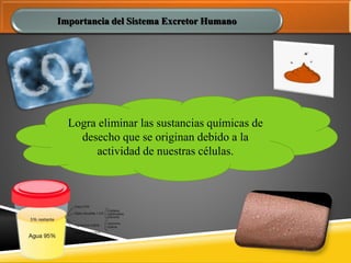 Importancia del Sistema Excretor Humano
Logra eliminar las sustancias químicas de
desecho que se originan debido a la
actividad de nuestras células.
 