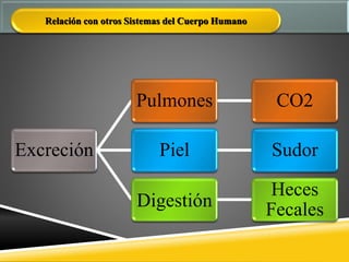 Relación con otros Sistemas del Cuerpo Humano
Excreción
Pulmones CO2
Piel Sudor
Digestión
Heces
Fecales
 