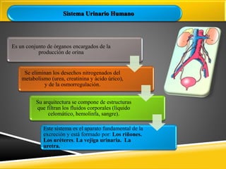 Sistema Urinario Humano
Es un conjunto de órganos encargados de la
producción de orina
Se eliminan los desechos nitrogenados del
metabolismo (urea, creatinina y ácido úrico),
y de la osmorregulación.
Su arquitectura se compone de estructuras
que filtran los fluidos corporales (líquido
celomático, hemolinfa, sangre).
Este sistema es el aparato fundamental de la
excreción y está formado por: Los riñones.
Los uréteres. La vejiga urinaria. La
uretra.
 