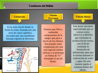 Conductos del Riñón
Glomérulo
Es la zona inicial donde se
forma la orina, formada por una
serie de vasos capilares,
envueltos por una membrana
llamada cápsula de Bowman.
Túbulo
Proximal
Sistema que filtra y
reabsorbe
componentes de la
sangre que pasa a
través de los riñones.
Sus paredes están
compuestas por una
sola capa de células
cúbicas y se prolonga
en forma de "U"
formando el asa de
Henle.
Túbulo Distal
Este posee una parte
especializada que se
conoce como
MACULA DENSA
que estimulan la
producción de renina,
con el fin de
estimular la
formación de
aldosterona, para que
la misma aumente la
reabsorción de sodio
y agua. De esta
manera regula el
volumen dentro del
túbulo.
 