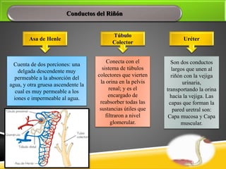 Conductos del Riñón
Asa de Henle
Cuenta de dos porciones: una
delgada descendente muy
permeable a la absorción del
agua, y otra gruesa ascendente la
cual es muy permeable a los
iones e impermeable al agua.
Túbulo
Colector
Conecta con el
sistema de túbulos
colectores que vierten
la orina en la pelvis
renal; y es el
encargado de
reabsorber todas las
sustancias útiles que
filtraron a nivel
glomerular.
Uréter
Son dos conductos
largos que unen al
riñón con la vejiga
urinaria,
transportando la orina
hacia la vejiga. Las
capas que forman la
pared uretral son:
Capa mucosa y Capa
muscular.
 