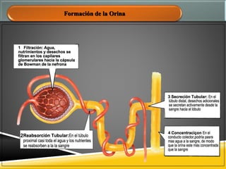 Formación de la Orina
 