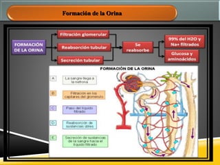 Formación de la Orina
 