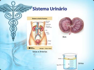 Veias e Arterias
Rim
Urina
 
