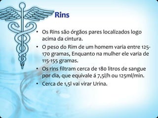 • Os Rins são órgãos pares localizados logo
acima da cintura.
• O peso do Rim de um homem varia entre 125-
170 gramas, Enquanto na mulher ele varia de
115-155 gramas.
• Os rins filtram cerca de 180 litros de sangue
por dia, que equivale á 7,5l/h ou 125ml/min.
• Cerca de 1,5l vai virar Urina.
 