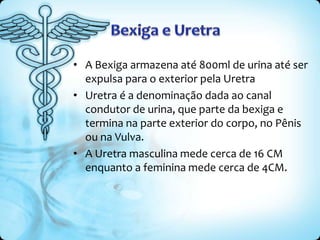 • A Bexiga armazena até 800ml de urina até ser
expulsa para o exterior pela Uretra
• Uretra é a denominação dada ao canal
condutor de urina, que parte da bexiga e
termina na parte exterior do corpo, no Pênis
ou na Vulva.
• A Uretra masculina mede cerca de 16 CM
enquanto a feminina mede cerca de 4CM.
 