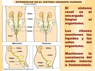 El sistema
renal es el
encargado
limpiar el
organismo.
Los riñones
mantienen los
líquidos y las
sales del
organismo.
Mantienen la
constancia del
medio interno
u homeostasis.
DIFERENCIAS EN EL SISTEMA URINARIO HUMANO
 