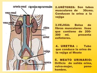 2.URÉTERES: Son tubos
musculares de 30cms.
Conducen la orina a la
vejiga
4. URETRA : Tubo
que conduce la orina de
la vejiga al Meato
3.VEJIGA: Bolsa de
fibras musculares lisas
que contiene de 200-
300 ml. presenta
esfínteres.
5. MEATO URINARIO:
Orificio de salida orina,
vulva-mujer, pene-
hombre.
 