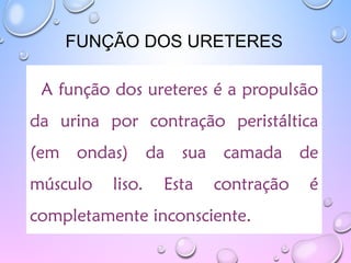 FUNÇÃO DOS URETERES
A função dos ureteres é a propulsão
da urina por contração peristáltica
(em ondas) da sua camada de
músculo liso. Esta contração é
completamente inconsciente.
 