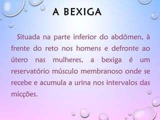 A BEXIGA
Situada na parte inferior do abdômen, à
frente do reto nos homens e defronte ao
útero nas mulheres, a bexiga é um
reservatório músculo membranoso onde se
recebe e acumula a urina nos intervalos das
micções.
 