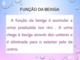 FUNÇÃO DA BEXIGA
A função da bexiga é acumular a
urina produzida nos rins . A urina
chega à bexiga através dos ureteres e
é eliminada para o exterior pela da
uretra.
 