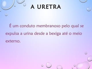 A URETRA
É um conduto membranoso pelo qual se
expulsa a urina desde a bexiga até o meio
externo.
 