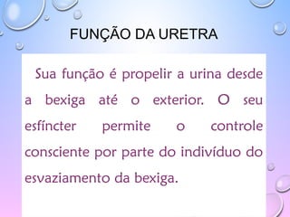 FUNÇÃO DA URETRA
Sua função é propelir a urina desde
a bexiga até o exterior. O seu
esfíncter permite o controle
consciente por parte do indivíduo do
esvaziamento da bexiga.
 