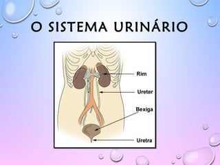O SISTEMA URINÁRIO
 