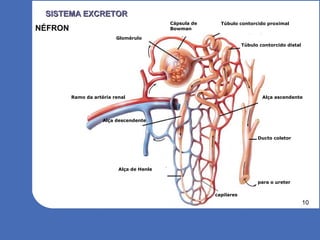 10
SISTEMA EXCRETORSISTEMA EXCRETOR
NÉFRON
Cápsula de
Bowman
Glomérulo
Alça descendente
Alça ascendente
Alça de Henle
Ducto coletor
capilares
para o ureter
Túbulo contorcido proximal
Túbulo contorcido distal
Ramo da artéria renal
 