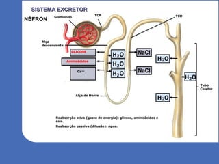 12
Glomérulo
Alça
descendente
GLICOSE
Aminoácidos
Ca++
Tubo
Coletor
Reabsorção ativa (gasto de energia): glicose, aminoácidos e
sais.
Reabsorção passiva (difusão): água.
TCD
Alça de Henle
TCP
SISTEMA EXCRETORSISTEMA EXCRETOR
NÉFRON
 